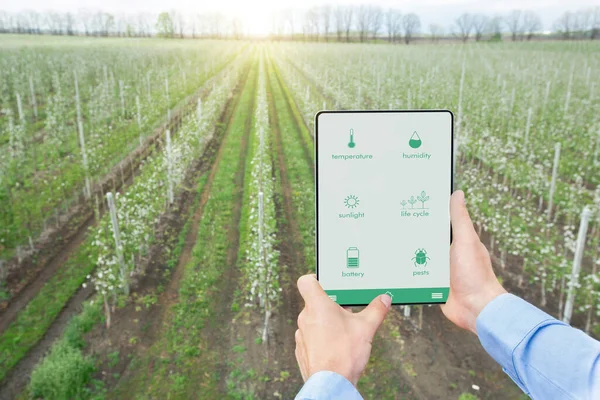 Ψηφιακή κηπουρική, έξυπνη καλλιέργεια. Αγρότης που χρησιμοποιεί γεωργικές εφαρμογές για κινητά και tablet υπολογιστή για τη συγκομιδή οικολογικών καλλιεργειών σε εξωτερικούς χώρους — Φωτογραφία Αρχείου