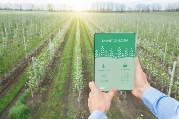 Una agricultura inteligente. Agrónomo con tablet que utiliza la aplicación móvil en la producción agrícola, regulando los parámetros de crecimiento de cultivos — Foto de Stock