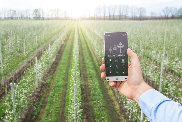 Agriscientist usando telefone celular para gerenciamento, controle e monitoramento do crescimento da cultura na fazenda, colagem. Jardim inteligente — Fotografia de Stock