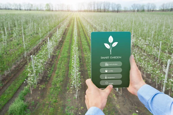 Rolnik korzystający z aplikacji SMART GARDEN na podkładce dotykowej do zarządzania, kontroli i monitorowania wzrostu upraw — Zdjęcie stockowe