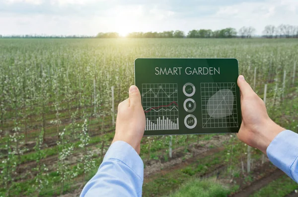 Agricoltura digitale, giardinaggio intelligente. Agricoltore che utilizza l'app tablet per coltivare prodotti ecologici, eseguendo la gestione delle colture all'aperto — Foto Stock