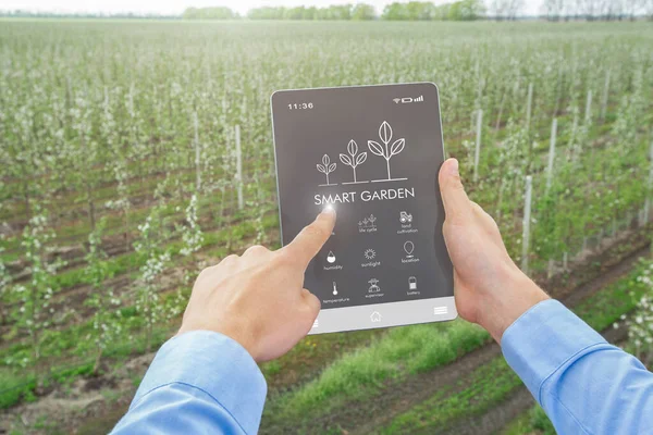 Tecnologías futuristas en la agricultura. Agrónomo usando la aplicación SMART GARDEN en la tableta PC para controlar los parámetros de crecimiento de la planta — Foto de Stock