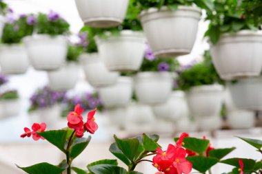 Güzel serada bahar ve farklı çiçek çeşitleri