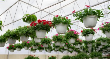 Satılık bitkiler, modern bahçe ve seranın içi