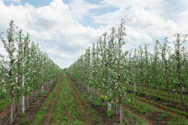 Bahçecilik, endüstri ve meyve üretimi doğada mavi gökyüzü ve bulutlarla