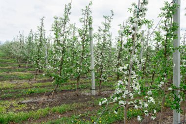 Endüstri ve büyük işletmeler için bahar zamanı elma ağaçları ile güzel doğa sahnesi