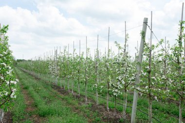 Genç çiçek açan modern bahçe, meyve endüstrisi, tarım sektörü
