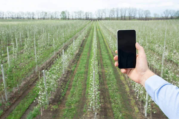 Modern technology, app for agricultural growing. Hands of adult male with smartphone with blank screen