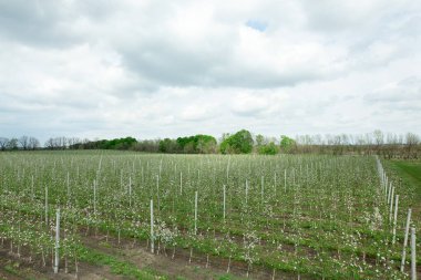 Doğadaki güzel meyve bahçesi, çiçek açan genç elma bahçesi.