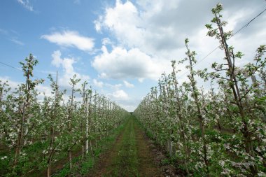 Baharda elma bahçesi güneşli bir günde, yapım