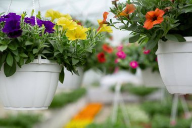 Sergi, iş ve baharda serada açan farklı bitkiler.