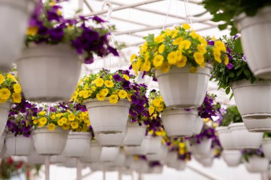 Baharda ve yazın gün ışığında bahçe, sergi, turuncu ve çiçeklerle ilgili iş.