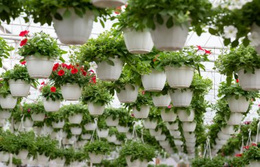 Akıllı sera, modern iş ve dekoratif bitkilerin yetiştirilmesi