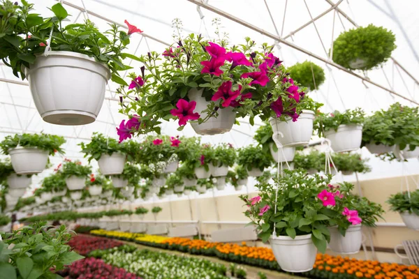 Botanical, smart orangery in blooming season, beautiful exhibition indoors