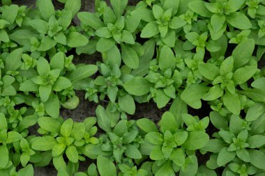 İş bitkileri, bahçıvanlık işleri ve satılık filizler, tarım, botanik