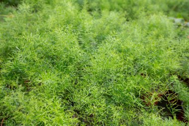 Flora, bitki yetiştirme, bahçecilik, üretim, modern portakal sergisi, baharda bitki yetiştirme.