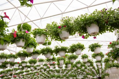 Bahar ve yaz aylarında çiçek, modern iş ve bitki sanayisi satmak