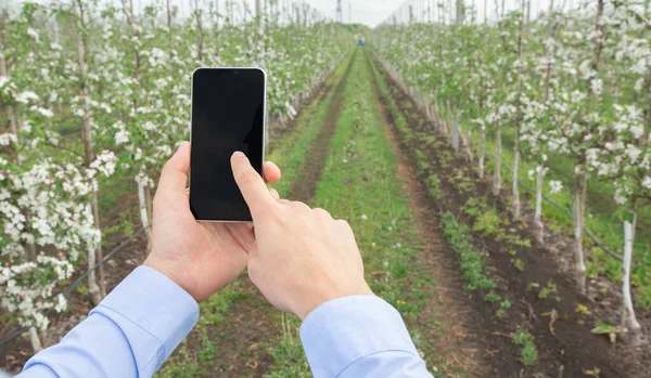 Modern technology, app in agricultural, growing activity at spring blooming