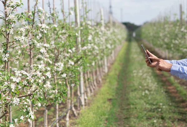 Agricoltura, frutteto e controllo della fioritura, piccola impresa e tecnologia intelligente — Foto Stock