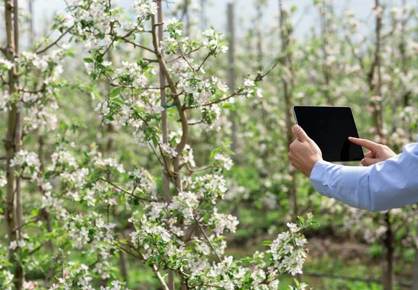 Colture ecologiche, frutteto fiorito e controllo della crescita in azienda — Foto Stock