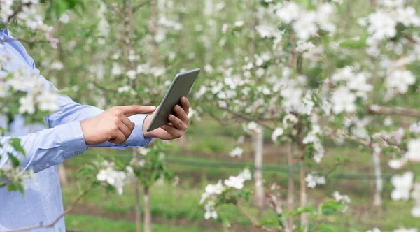 Controllo di crescita e fioritura di impianti in frutteto, raccolga dati con tecnologia moderna — Foto Stock