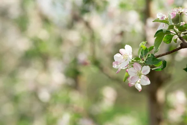 Primavera in eco giardino, start-up e coltivazione di frutta biologica in un moderno frutteto industriale intelligente — Foto Stock