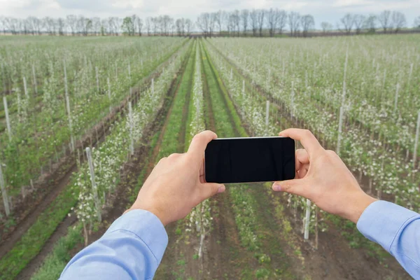 Agrónomos utilizan teléfonos inteligentes en la granja, propietario recoger datos, jardinero blogger hace foto — Foto de Stock