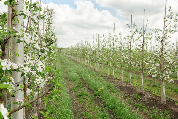 Piccola impresa, industria moderna e frutteto fiorito, outdoor — Foto Stock