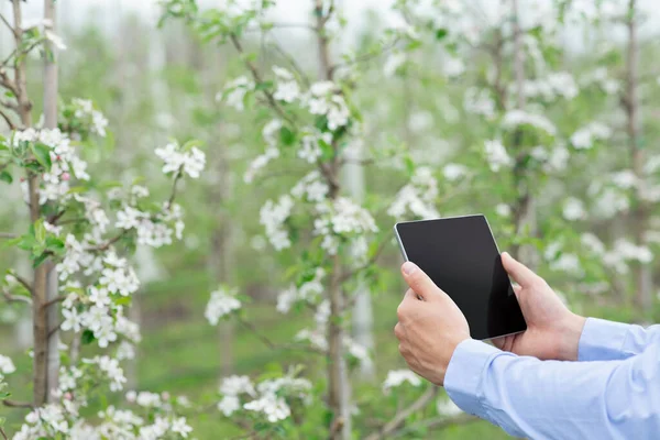 Propietario del huerto o jardinero trabaja con gadget y toma fotos de plantas, controlar el cultivo y recopilar datos — Foto de Stock