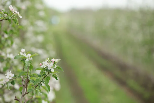 Coltivazione industriale di alberi da frutto, fioritura in primavera e piccola impresa — Foto Stock