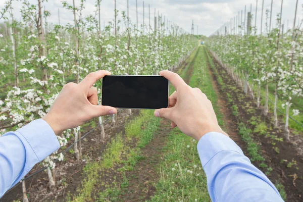 Jardinería en línea, control inteligente en la granja durante la floración de primavera — Foto de Stock