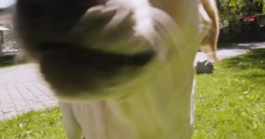 Parkta yürüyen sevimli, aktif, meraklı Labrador köpeğinin yakın çekimde çekilmiş bir portresi.