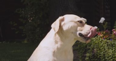 Güzel Labrador köpeğinin açık hava portresi. Parkta çiçeklerle oturuyor, yaz havasının tadını çıkarıyor.