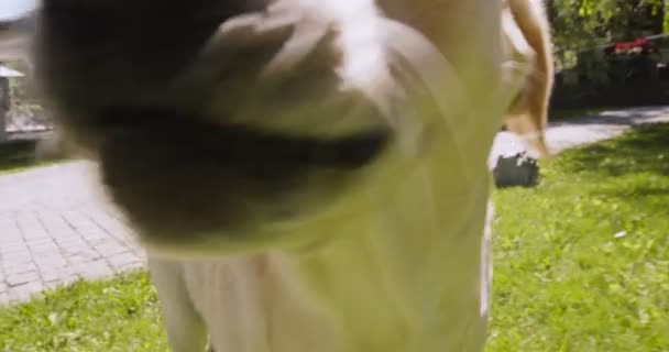 Крупный план портрет очаровательный активный любопытный лабрадор собака гуляет в парке, следуя за камерой, медленное движение — стоковое видео
