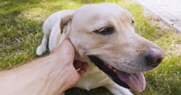 Närbild porträtt av söta Labrador hund vilar på grönt gräs och njuta av sin ägare smeka det, man pov, slow motion — Stockvideo