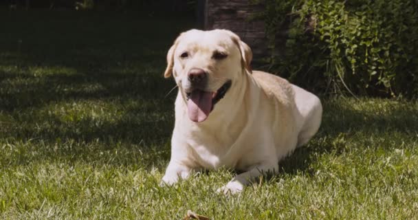 Söt Labrador hund ligger på grönt gräs, vilar i sommarparken efter aktiv promenad, slow motion — Stockvideo