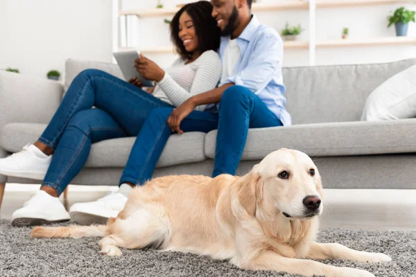 Jeune couple noir à la maison avec tablette et labrador — Photo