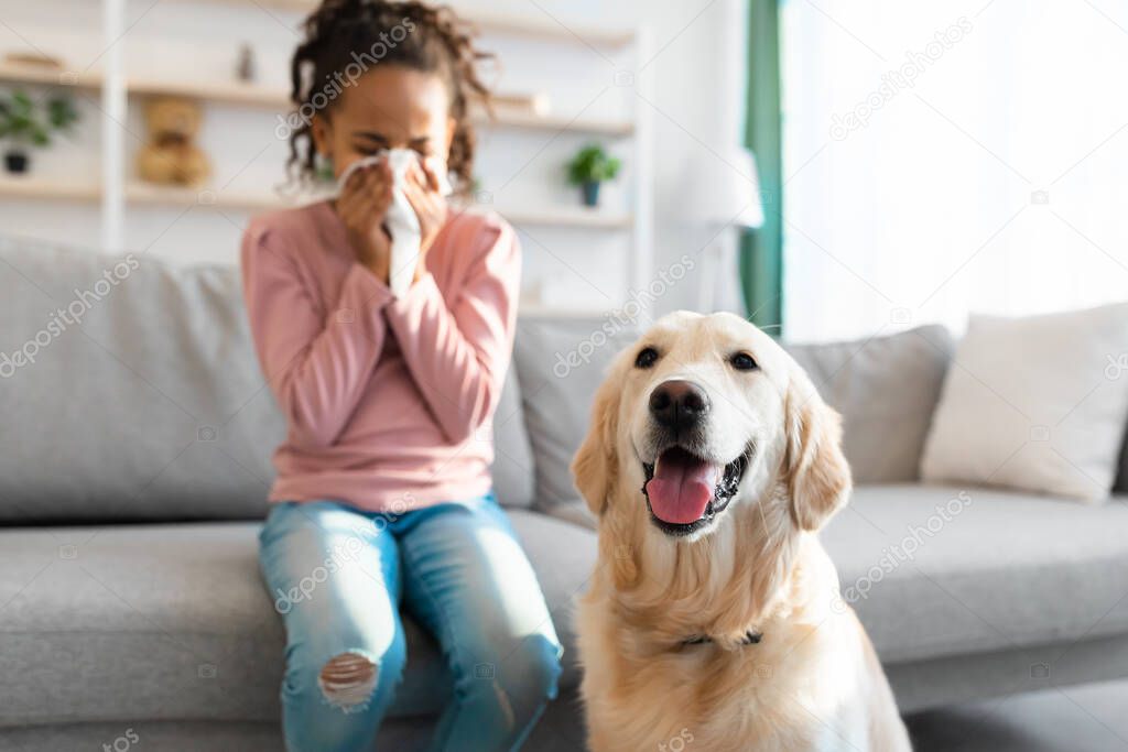 Dog Allergy. African American girl sneezing, suffering from nasal congestion