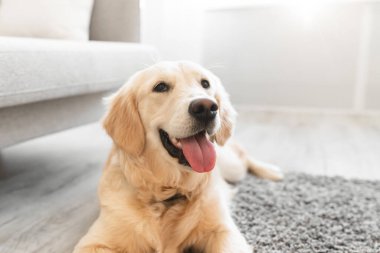 Yerde yatan sevimli bir köpeğin portresi