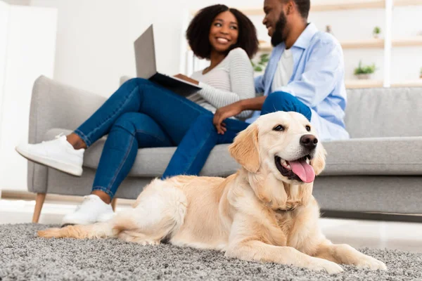 Pasangan kulit hitam muda di rumah dengan laptop dan labrador — Stok Foto