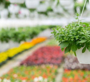 Baharda çiçek çiftliği, çiçek mevsimi ve satılık bitki bakımı