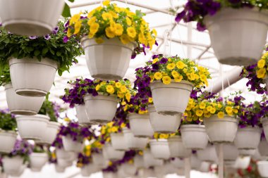 Baharda kapalı alanlarda çiçek açan bitkiler, bahçe işleri ve iş için büyüyen