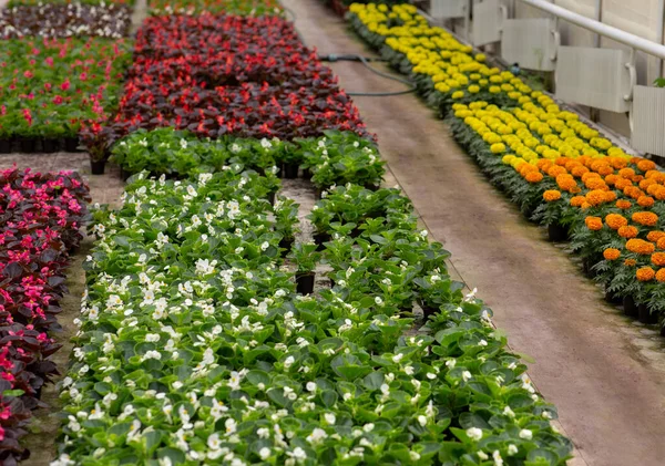 Serra piena di fiori colorati. Natura estiva in aranciata — Foto Stock