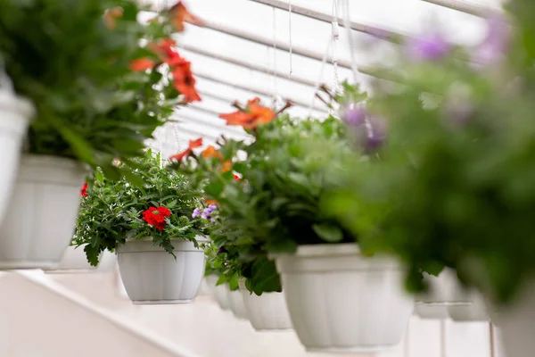 Trabalho de jardineiro, plantas em flor na primavera interior — Fotografia de Stock