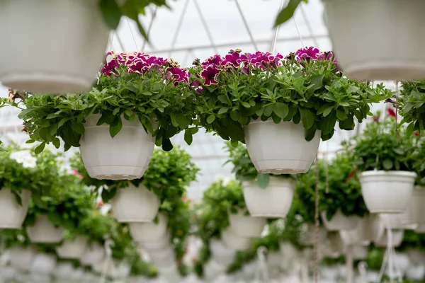 Venda sazonal de flores interiores. Plantas jovens crescendo em estufa na primavera — Fotografia de Stock