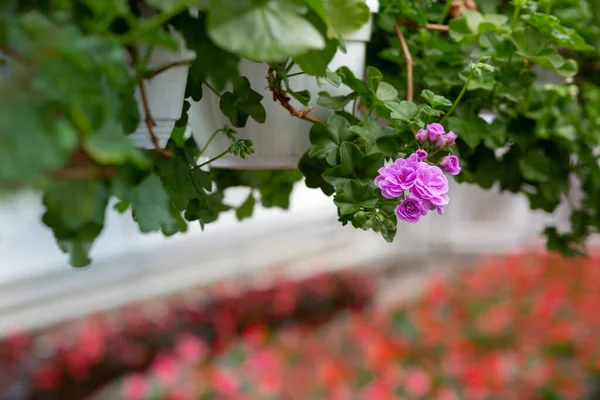 Vacker blomsterodling. Färgglada växter för trädgårdsodling i växthus — Stockfoto