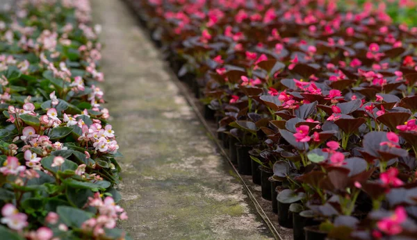 Cultivo y cuidado de plantas, ventas de primavera y pequeñas empresas, inicio y florecimiento de flores —  Fotos de Stock