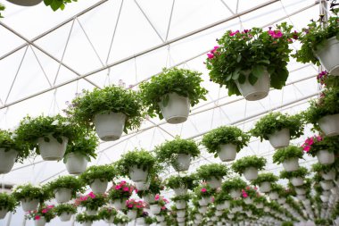 Production and cultivation flowers, eco startup and business