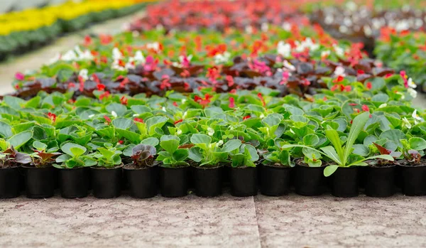 Planting season, modern smart greenhouse and farm for business — Foto Stock