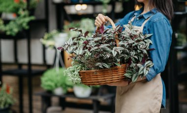 Çiçek açma mevsimi, çiçek yetiştirme ve satış. Küçük işletme ve başlangıç